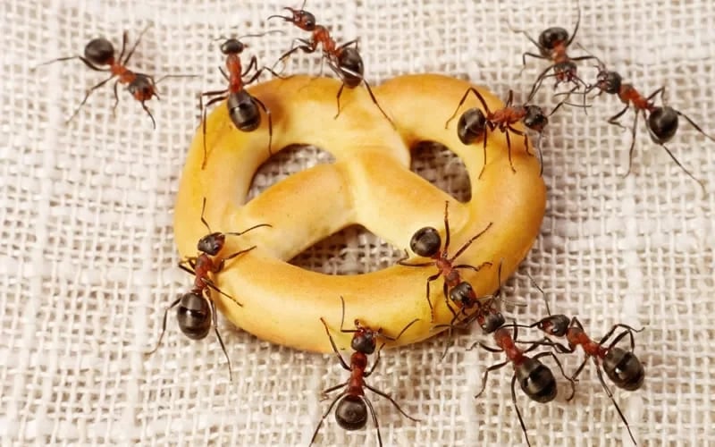 Controle de Formigas
