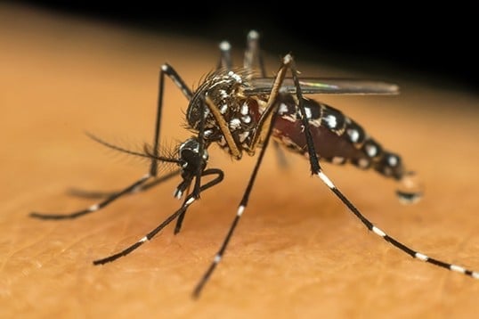 Dedetização de Mosquitos