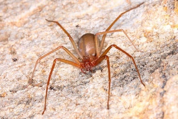 Controle de Aranhas